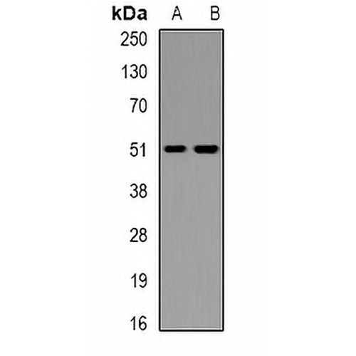 Factor IX Rabbit Polyclonal Antibody