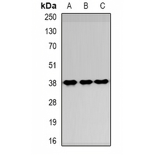SPFH1 Rabbit Polyclonal Antibody