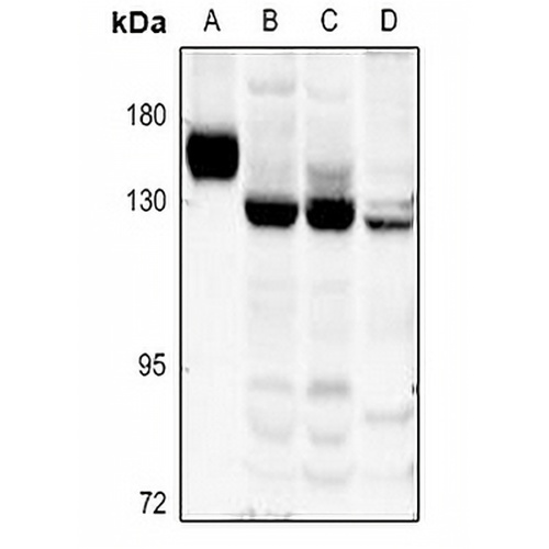 Collagen 17 alpha 1 Rabbit Polyclonal Antibody