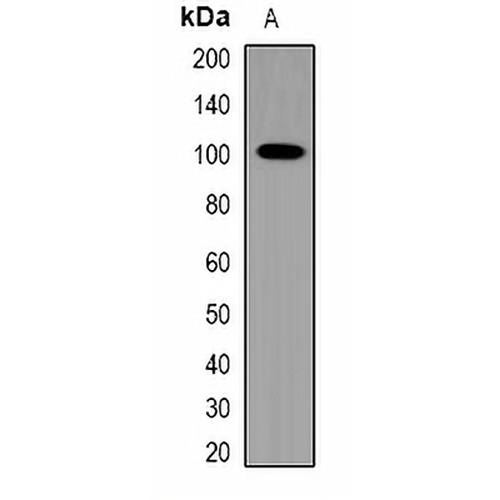 TRPV4 Rabbit Polyclonal Antibody
