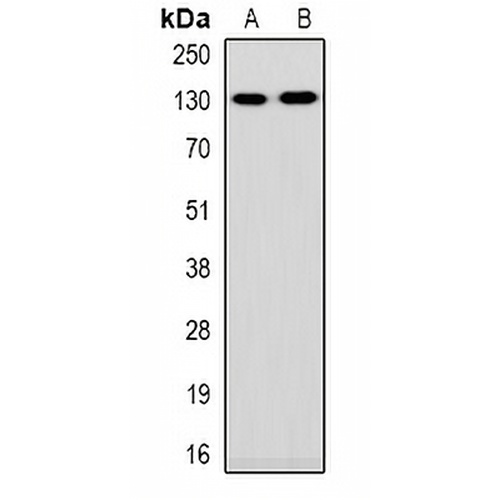 Collagen 1 alpha 1/2 Rabbit Polyclonal Antibody