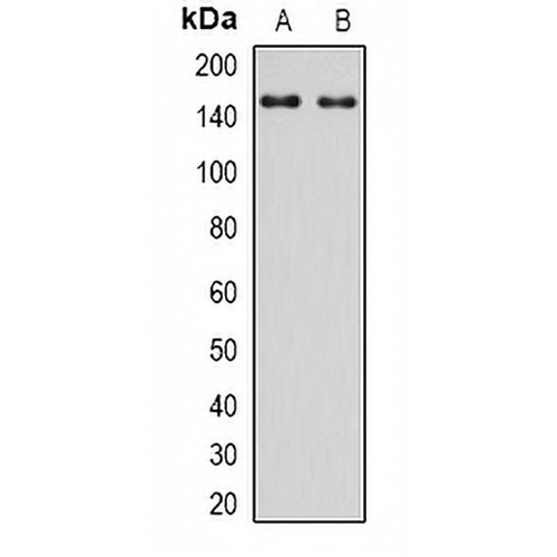 IRS2 Rabbit Polyclonal Antibody