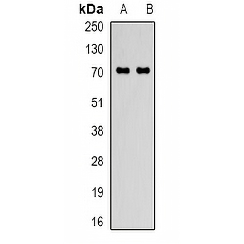 GADD34 Rabbit Polyclonal Antibody