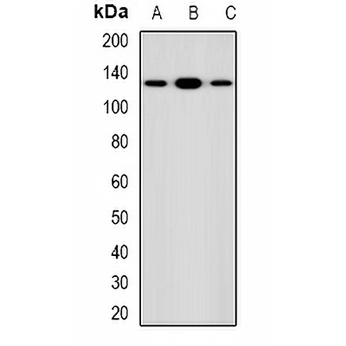 DAAM1 Rabbit Polyclonal Antibody