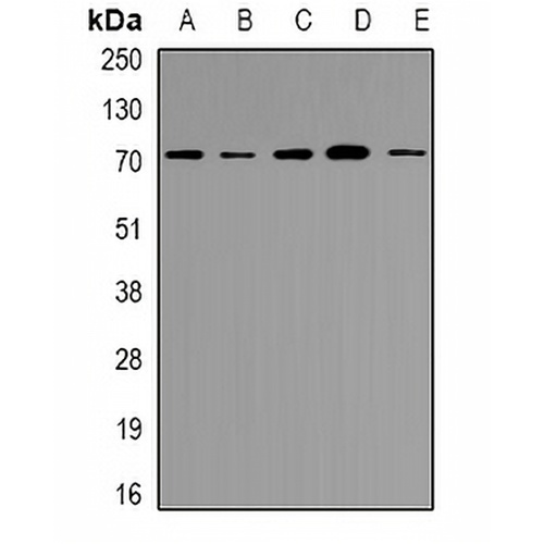NRG1 Rabbit Polyclonal Antibody