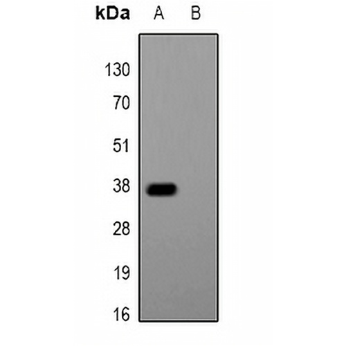 Glu-Glu-tag Rabbit Polyclonal Antibody