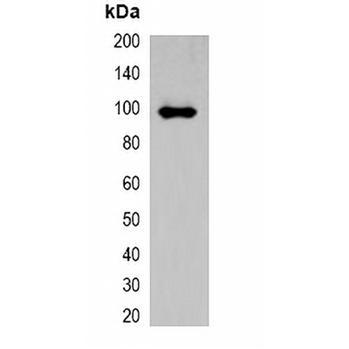 AmCyan-tag Rabbit Polyclonal Antibody