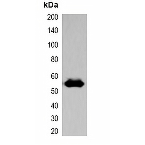 EBFP-tag Rabbit Polyclonal Antibody