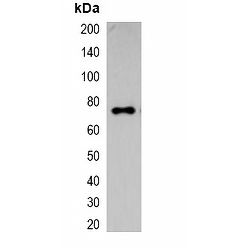ECFP-tag Rabbit Polyclonal Antibody