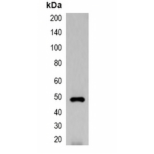 EYFP-tag Rabbit Polyclonal Antibody