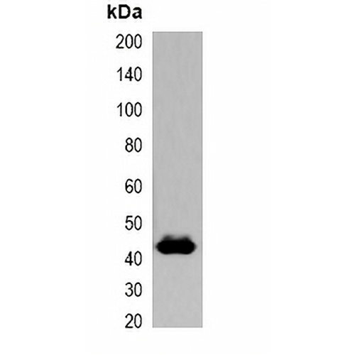 GST-tag Rabbit Polyclonal Antibody