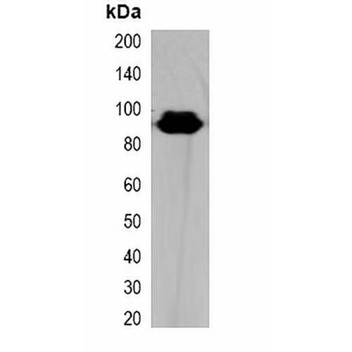 HA-tag Rabbit Polyclonal Antibody