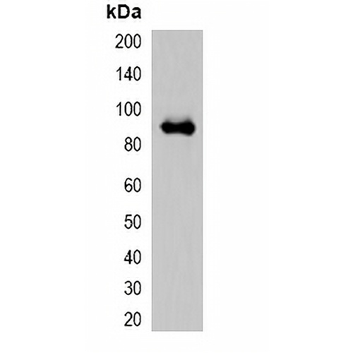 mOrange-tag Rabbit Polyclonal Antibody