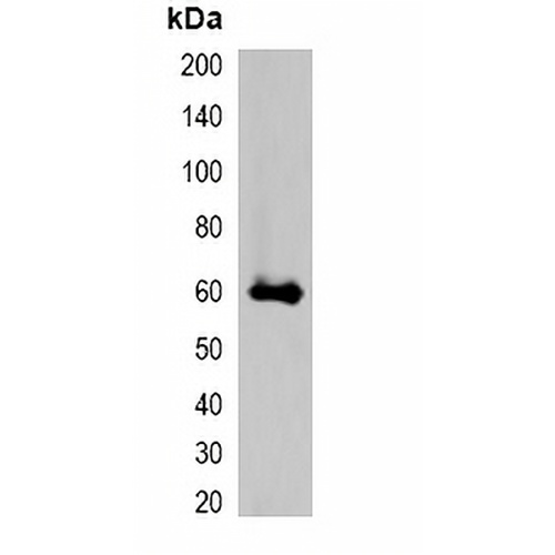 mStrawberry-tag Rabbit Polyclonal Antibody