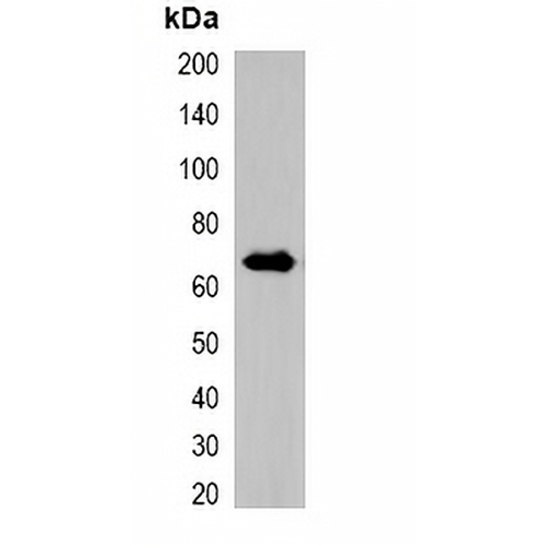 RFP-tag Rabbit Polyclonal Antibody