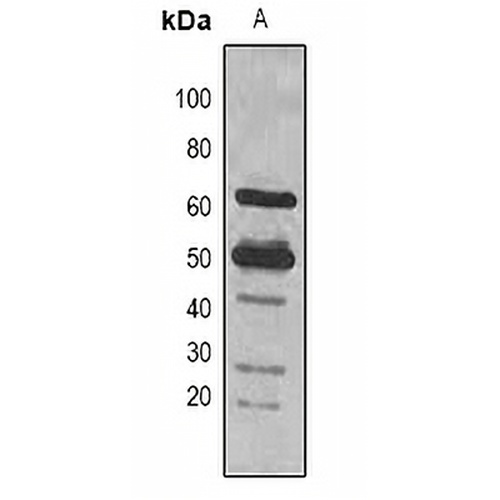 Rubisco Large Chain Mouse Polyclonal Antibody