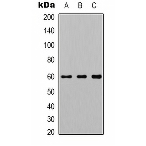 AKT1 Rabbit Polyclonal Antibody