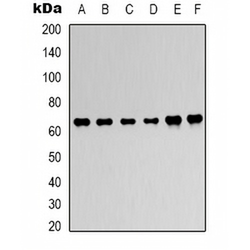 AMPK alpha 1 Rabbit Polyclonal Antibody