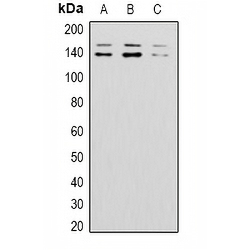 BAI1 Rabbit Polyclonal Antibody