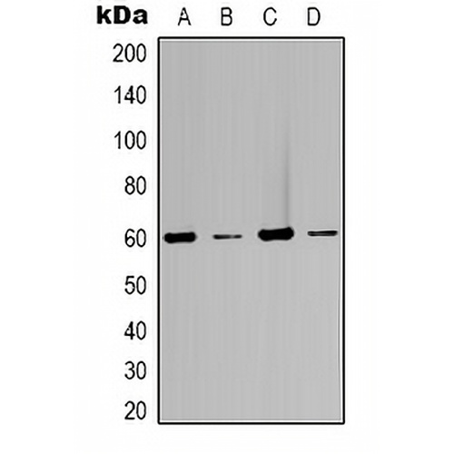 Beclin-1 Rabbit Polyclonal Antibody