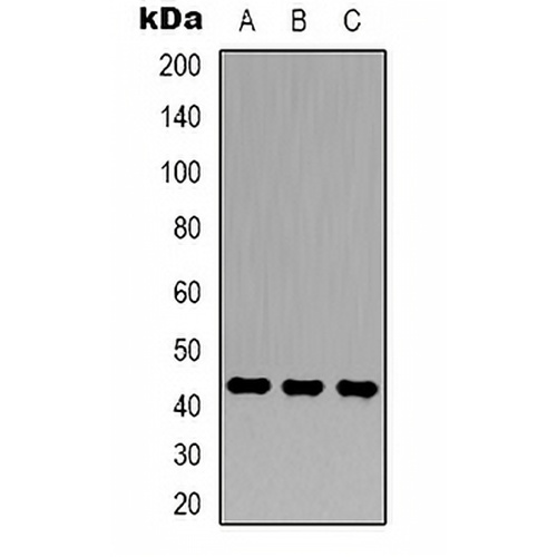 Beta-actin Rabbit Polyclonal Antibody
