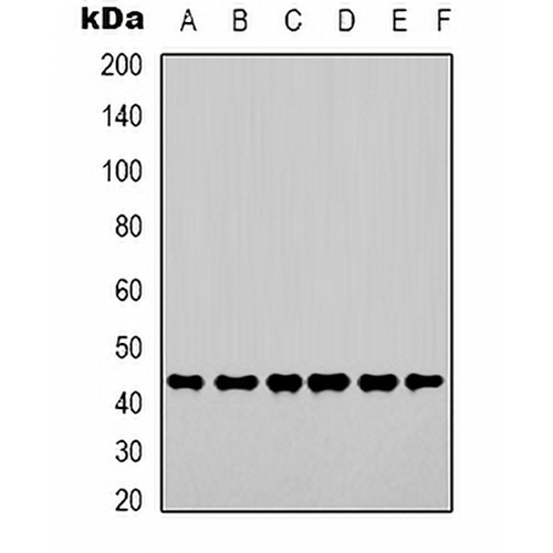 Beta-actin Rabbit Polyclonal Antibody