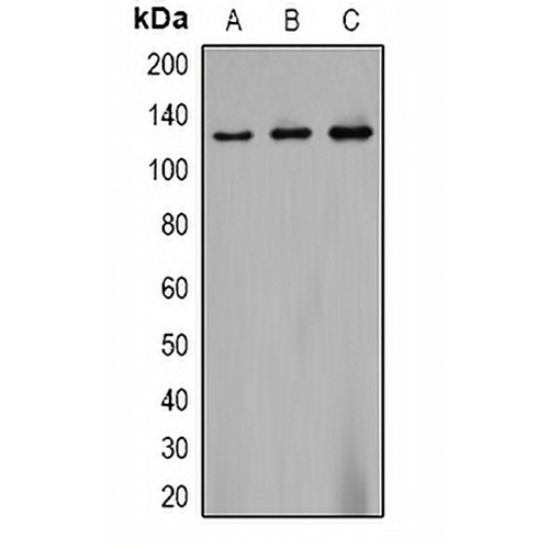 CACNA2D2 Rabbit Polyclonal Antibody