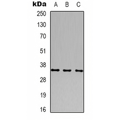 CACNG2 Rabbit Polyclonal Antibody