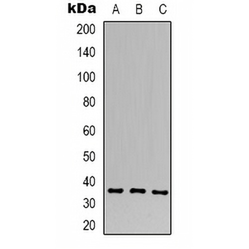 CACNG4 Rabbit Polyclonal Antibody