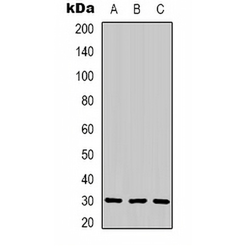CNTF Rabbit Polyclonal Antibody