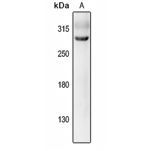 EPG5 Rabbit Polyclonal Antibody