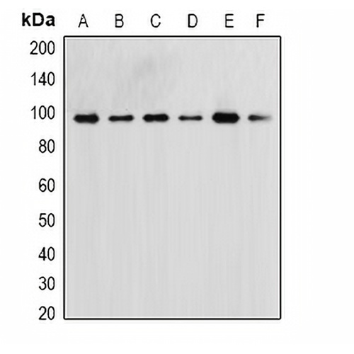 ERK5 Rabbit Polyclonal Antibody