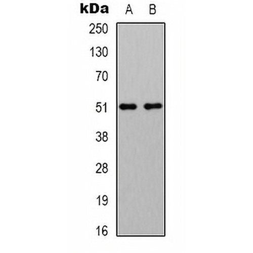 GABRA2 Rabbit Polyclonal Antibody