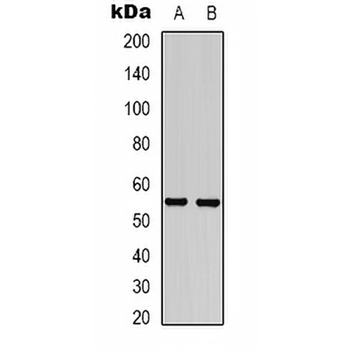 GABRG2 Rabbit Polyclonal Antibody