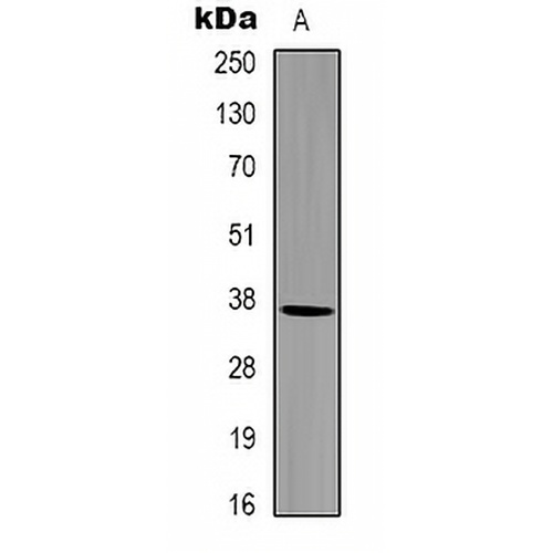 GAPDH Rabbit Polyclonal Antibody