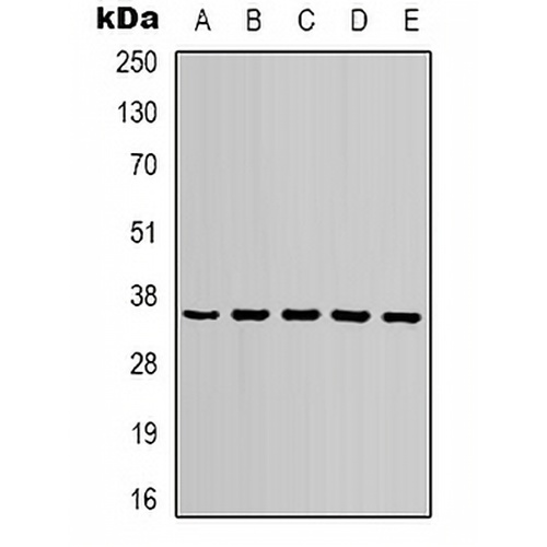 GAPDH Rabbit Polyclonal Antibody