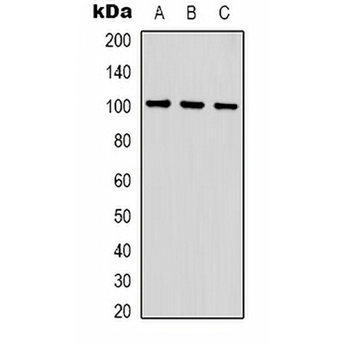 GLUR1 Rabbit Polyclonal Antibody