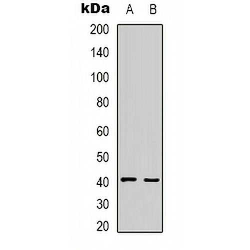 HAO1 Rabbit Polyclonal Antibody