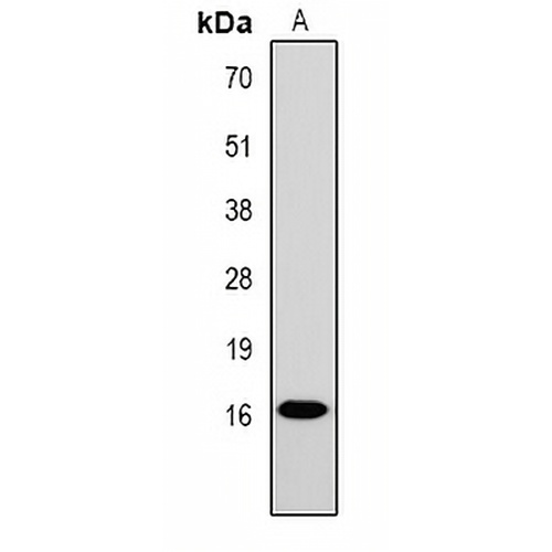 Histone H1 (Phospho-T4) Rabbit Polyclonal Antibody