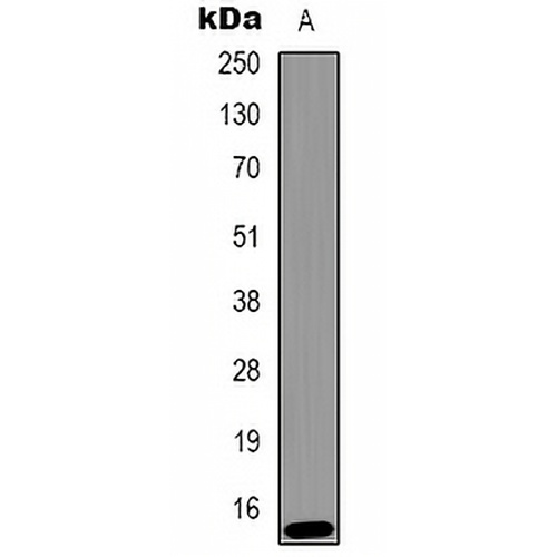 Histone H2A.X (Phospho-Y142) Rabbit Polyclonal Antibody
