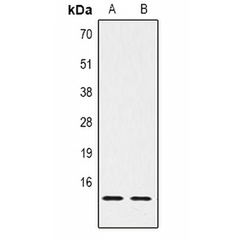 Histone H2B (DiMethyl-K43) Rabbit Polyclonal Antibody