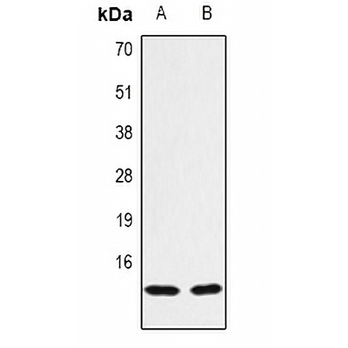 Histone H2B (TriMethyl-K43) Rabbit Polyclonal Antibody