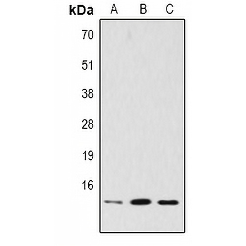 Histone H2B (TriMethyl-K5) Rabbit Polyclonal Antibody