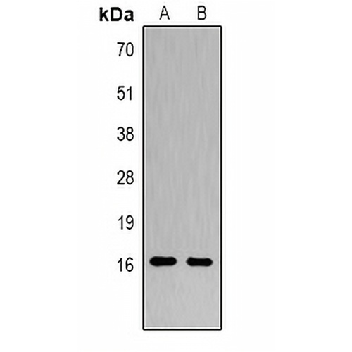 Histone H3 (Citruline-R2+R8+R17) Rabbit Polyclonal Antibody