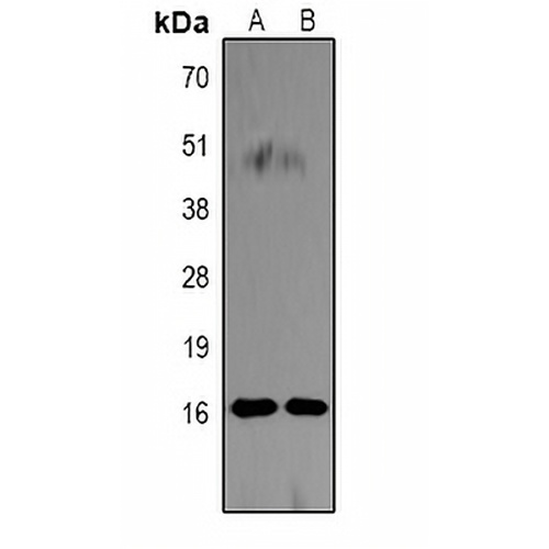 Histone H3 (Citruline-R26) Rabbit Polyclonal Antibody