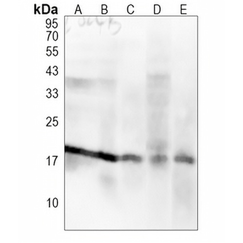 Histone H3 (MonoMethyl-R2) Rabbit Polyclonal Antibody
