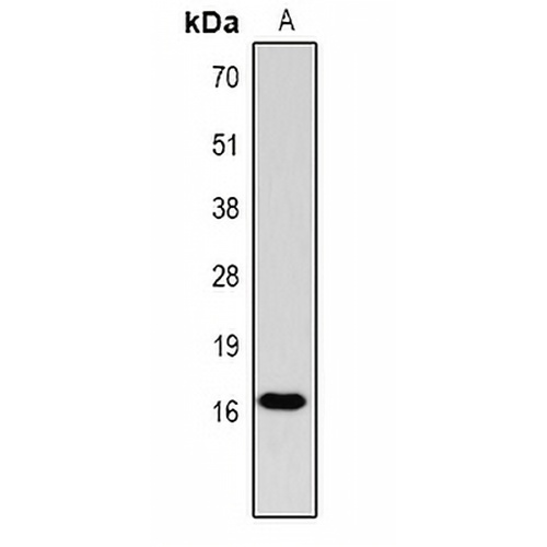 Histone H3 (Phospho-T11) Rabbit Polyclonal Antibody