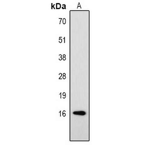 Histone H3 (Phospho-T32) Rabbit Polyclonal Antibody