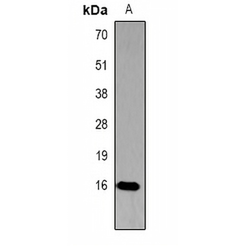 Histone H3 (Phospho-T45) Rabbit Polyclonal Antibody