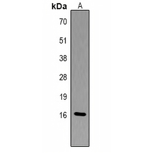 Histone H3 (Phospho-T6) Rabbit Polyclonal Antibody